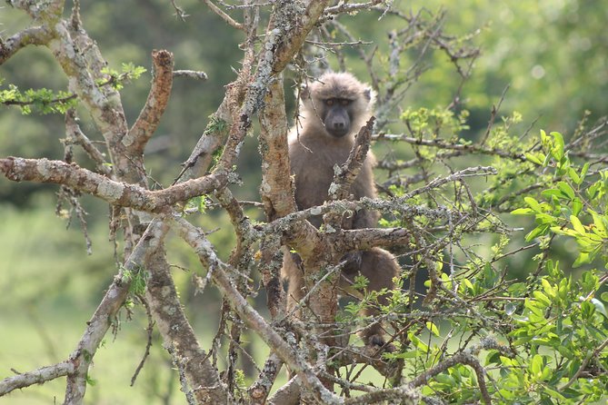 4 Day Gorilla Trekking & Golden Monkeys - What the $2,500 price means