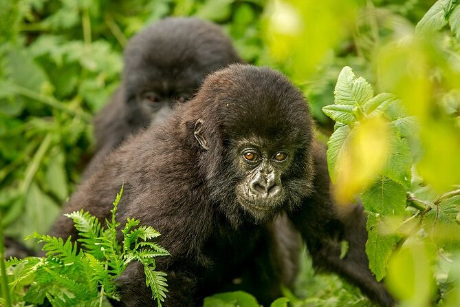 4 Day Gorilla Trekking & Golden Monkeys - Who should book this experience?