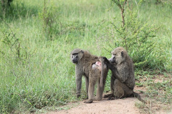 4 Day Gorilla Trekking & Golden Monkeys - Practical details to settle before departure