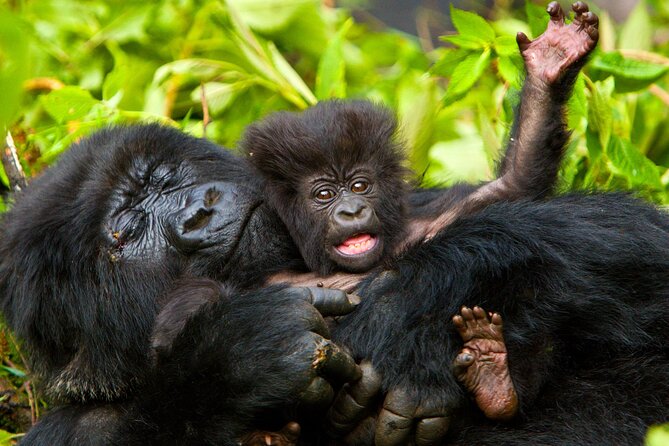 4 Day Gorilla Trekking & Golden Monkeys - Day 3: golden monkeys at Mgahinga