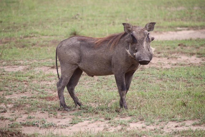 4-Day Gorillas, Wildlife and Chimpanzee Trek at Kalinzu Forest - Key points to know before booking