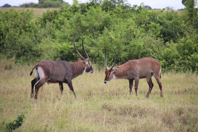 4-Day Gorillas, Wildlife and Chimpanzee Trek at Kalinzu Forest - Day three: Queen Elizabeth and the Kazinga Channel