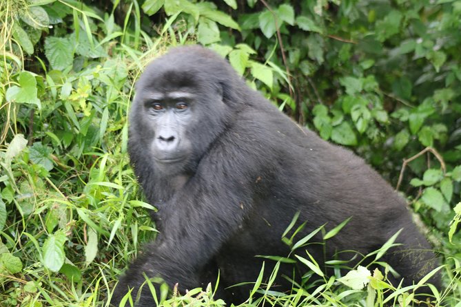 4 Day Gorillas, Wildlife and Chimpanzee Trek at Kibale - Day 4: Gorilla trekking in Bwindi