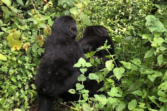 4 Day Gorillas, Wildlife and Chimpanzee Trek at Kibale - Who will enjoy this four-day route