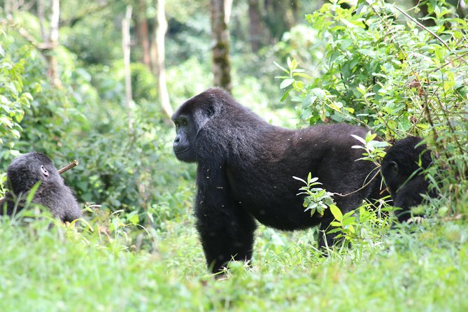 4 Day Gorillas, Wildlife and Chimpanzee Trek at Kibale - Booking details worth checking first