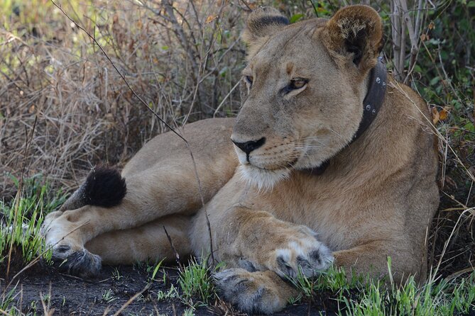 4-Day QENP, Gorillas in Bwindi and Lake Bunyonyi relaxation - Day 1: The long road to Queen Elizabeth