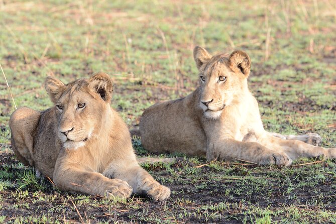 4-Day QENP, Gorillas in Bwindi and Lake Bunyonyi relaxation - Day 3: From Queen Elizabeth to Lake Mburo
