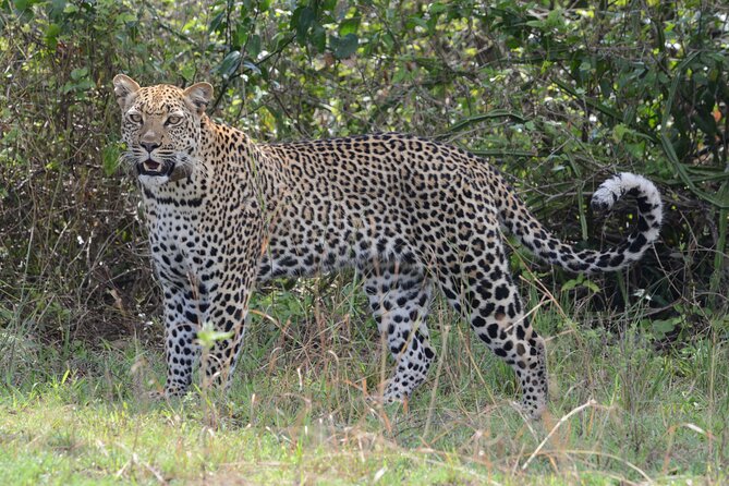 4-Day QENP, Gorillas in Bwindi and Lake Bunyonyi relaxation - Day 4: Zebra, eland, and the return to Entebbe
