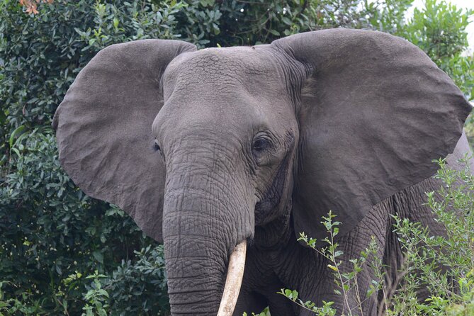 4-Day QENP, Gorillas in Bwindi and Lake Bunyonyi relaxation - Comfort, service, and the practical details