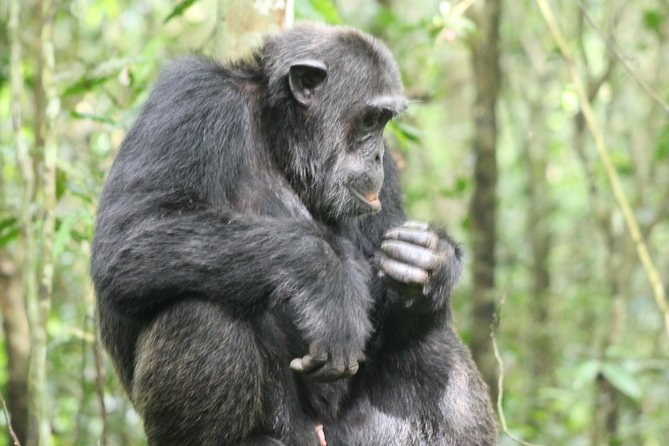 4-Day Uganda Gorilla Trekking and Wildlife Safari - Why this four-day route works