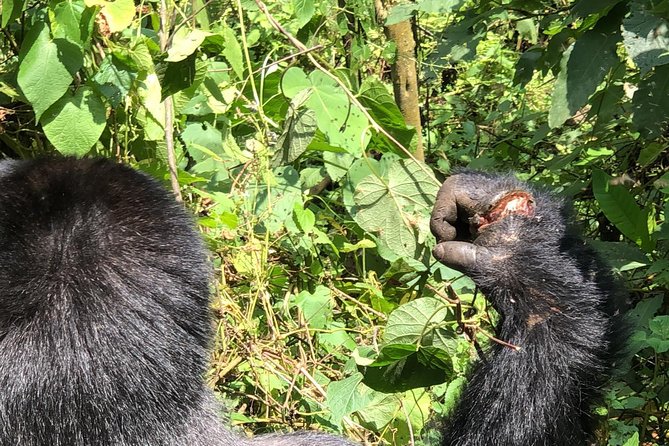 4 Day Uganda Gorilla Trekking Safari with Lake Bunyonyi - Day 1: Equator coffee, Mbarara lunch, and the road to Bwindi