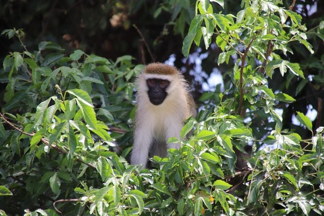 4 Day Uganda Gorilla Trekking Safari with Lake Bunyonyi - Day 3: Mgahinga choices and Lake Bunyonyi
