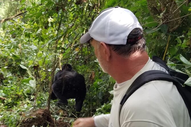 4 Days Gorilla and Chimps trek safari - Why Bwindi makes the first trek so special
