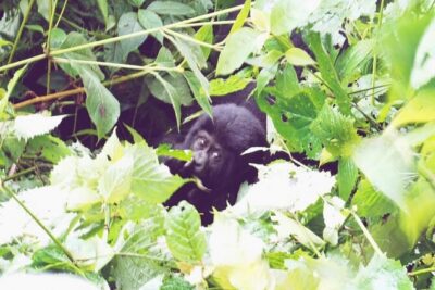 4 Days Gorilla and Chimps trek safari