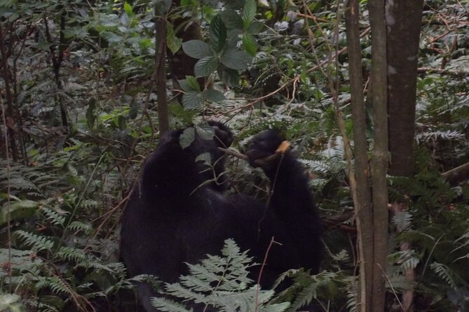 4 Days Gorilla and Chimps trek safari - Who should choose this safari?
