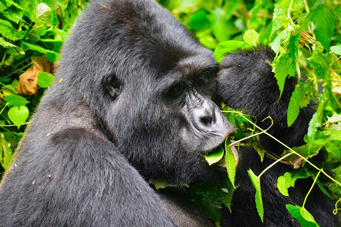 4 Days Gorilla tracking Tour in Uganda - Day 2: The gorilla trek in Bwindi Impenetrable National Park