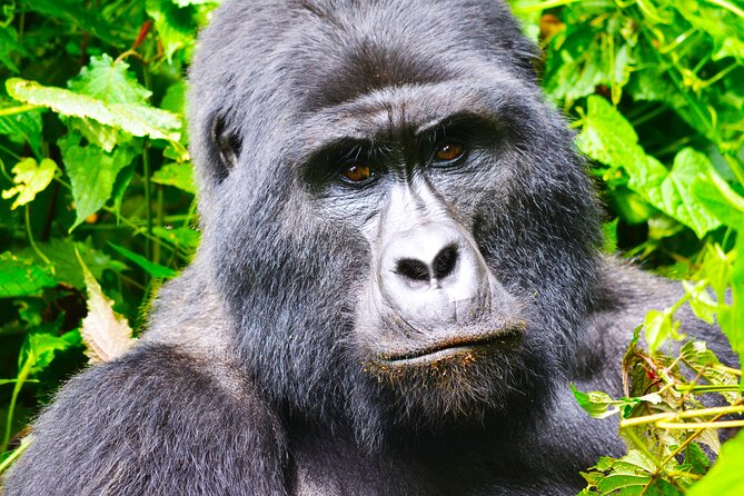 4 Days Gorilla tracking Tour in Uganda - What is included, and what needs checking