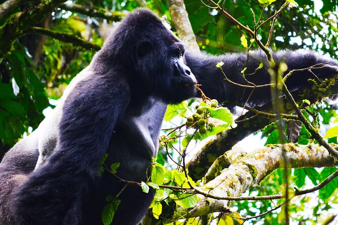 4 Days Gorilla tracking Tour in Uganda - Day 1: Kigali, the genocide memorial, and the Katuna border