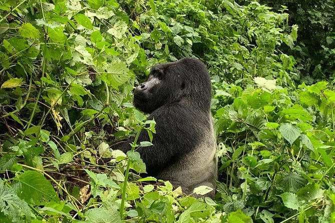 5 Day Gorillas, Wildlife and Kalinzu Forest Chimp Trek - Why this route works for a short Uganda trip
