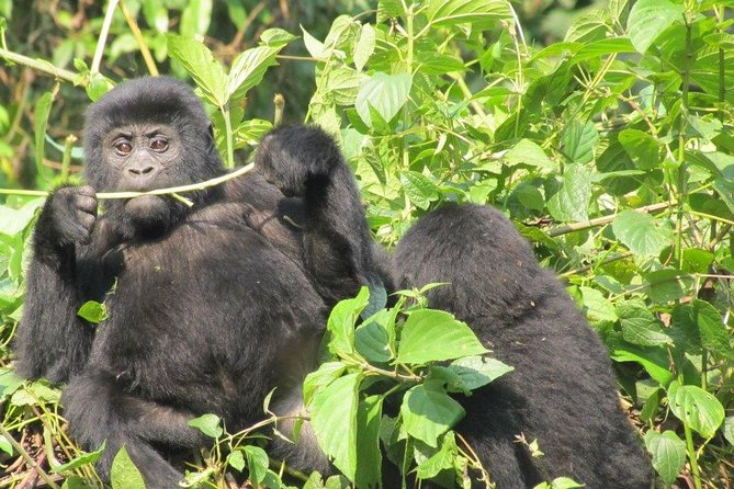 5 Day Gorillas, Wildlife and Kalinzu Forest Chimp Trek - Day four: Kasenyi wildlife and the Kazinga Channel