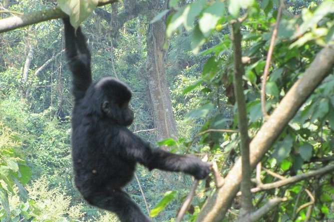 5 Day Gorillas, Wildlife and Kalinzu Forest Chimp Trek - Day five: chimpanzees in Kalinzu Forest