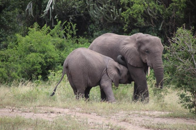 5 Day Gorillas, Wildlife and Kalinzu Forest Chimp Trek - The small-group setup and guiding