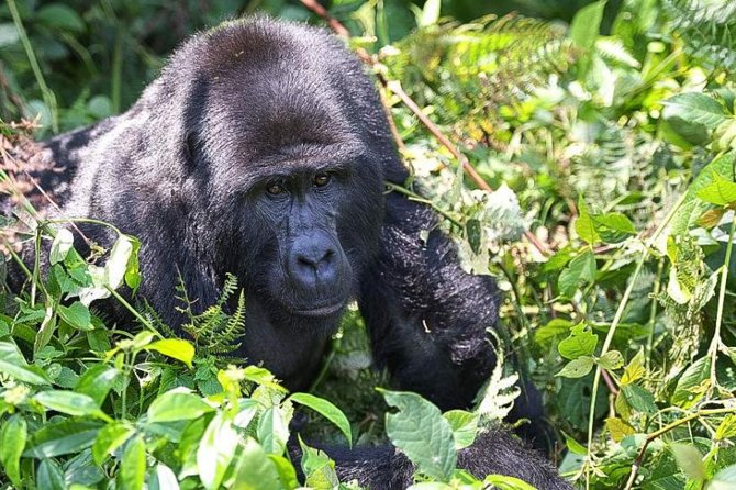 5-Day Pearl of Africa Chimps and Gorilla Trekking Safari - Key points to know before you book