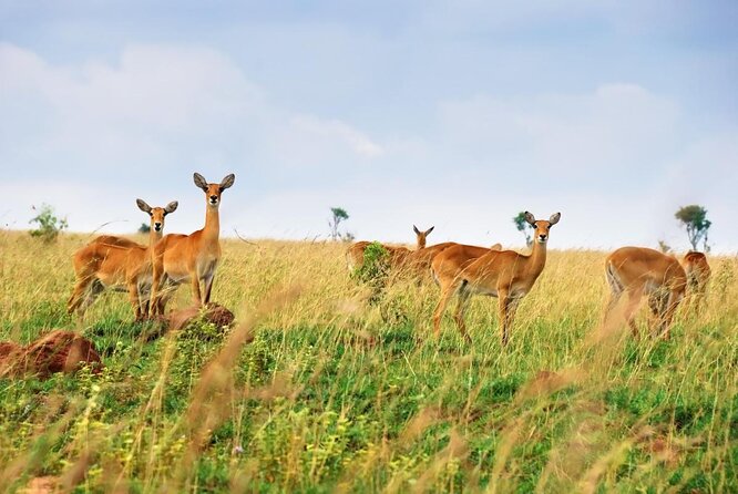 5 days best wildlife experience in Uganda - Key points to know before booking