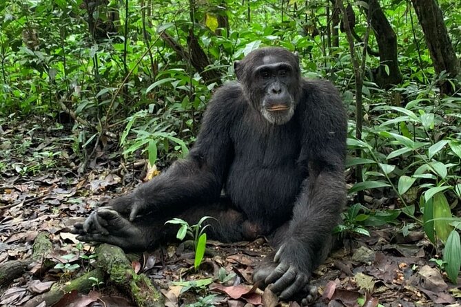 5 days best wildlife experience in Uganda - Why this five-day route works