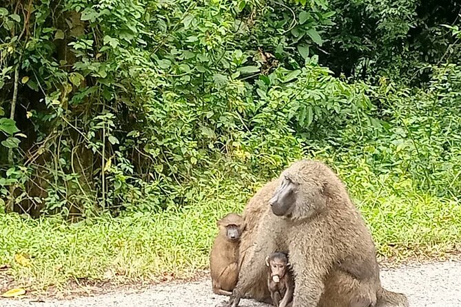 5 days best wildlife experience in Uganda - Day 2: Chimpanzees and birds in Kibale