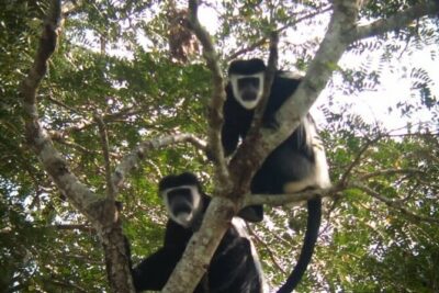 5 days best wildlife experience in Uganda