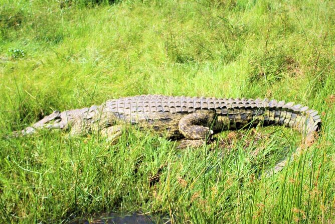 5 days best wildlife experience in Uganda - Day 3: The road to Queen Elizabeth National Park