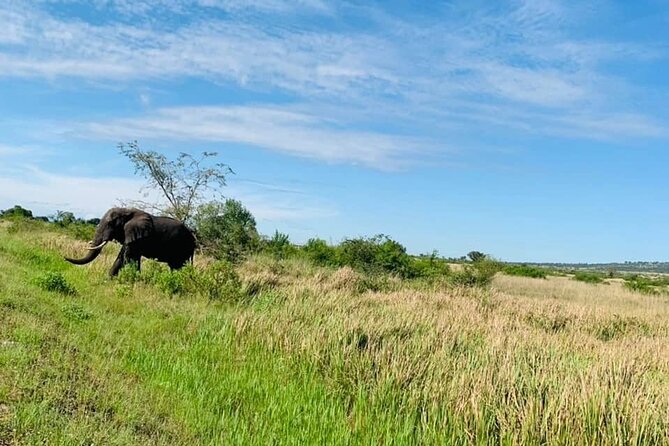 5 days best wildlife experience in Uganda - Day 4: Kasenyi game drive and the Kazinga Channel