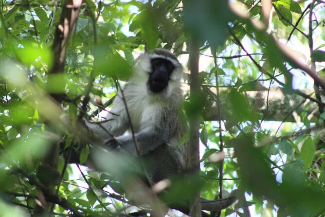 5 days best wildlife experience in Uganda - Day 5: The long return to Kampala