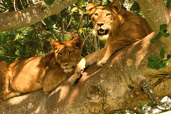 5 Days Bwindi gorilla trekking and Queen Elizabeth safari - Day 1: A gentle start in Kampala