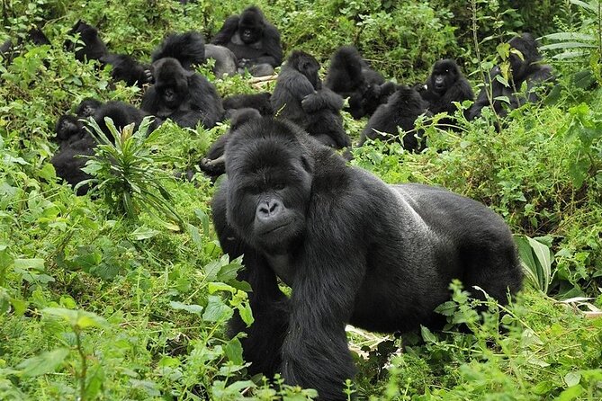 5 Days Gorilla and Chimpanzee Trekking in Uganda - Day 1: Leaving Kampala for Kibale Forest
