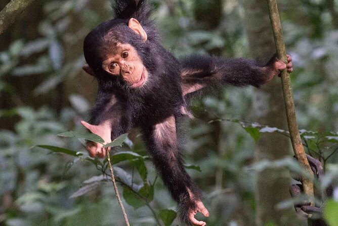 5 Days Gorilla and Chimpanzee Trekking in Uganda - What the price includes, and what it does not
