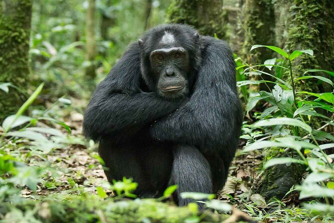 5 Days Gorilla and Chimpanzee Trekking in Uganda - Fitness, timing, and what to pack