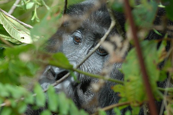 5 Days Gorilla Safari Uganda - Why this safari feels different from a standard wildlife tour