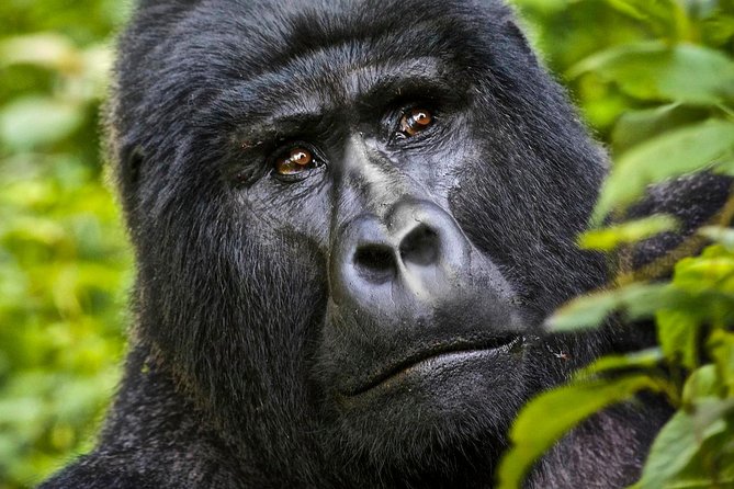 5 days gorilla & Wildlife safari in Uganda - Day 1: The long road to Bwindi and Munyaga Waterfall