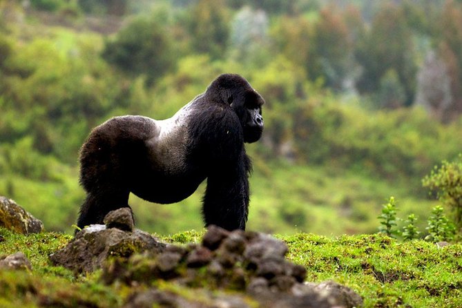 5 days gorilla & Wildlife safari in Uganda - Lake Bunyonyi: A calm evening after a hard trek