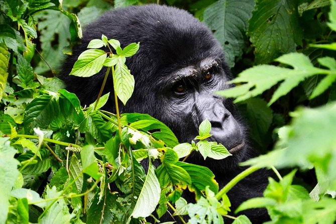 5 days gorilla & Wildlife safari in Uganda - Day 4: Morning game drive and the Kazinga Channel