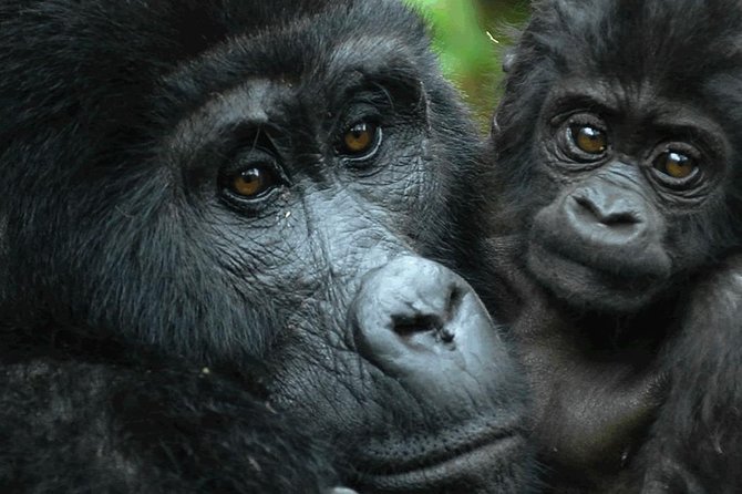 5 days gorilla & Wildlife safari in Uganda - Day 5: Chimpanzees at Kyambura Gorge, then Kampala