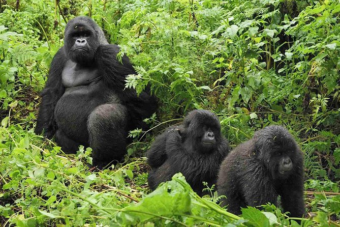 5 days gorilla & Wildlife safari in Uganda - What the $2,228.72 price really covers