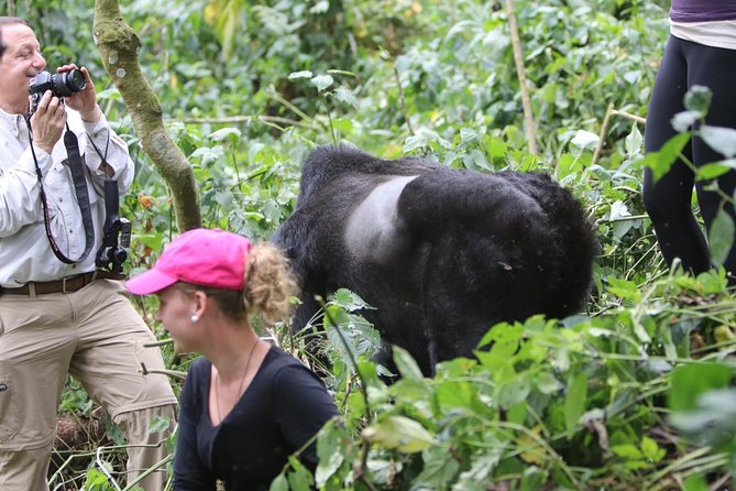 5 days gorilla & Wildlife safari in Uganda - Day 2: Gorilla trekking in Bwindi