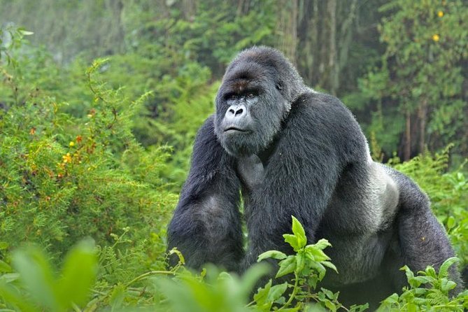 5 days gorillas and chimpanzee tracking - Why this five-day route works