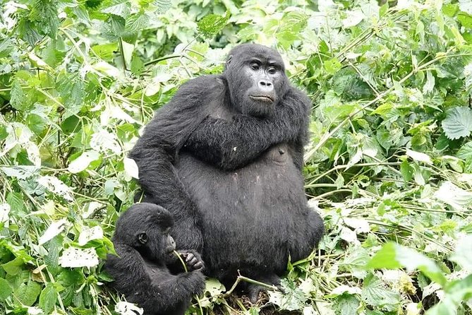 5 days gorillas and chimpanzee tracking - Through Queen Elizabeth National Park to Kisoro