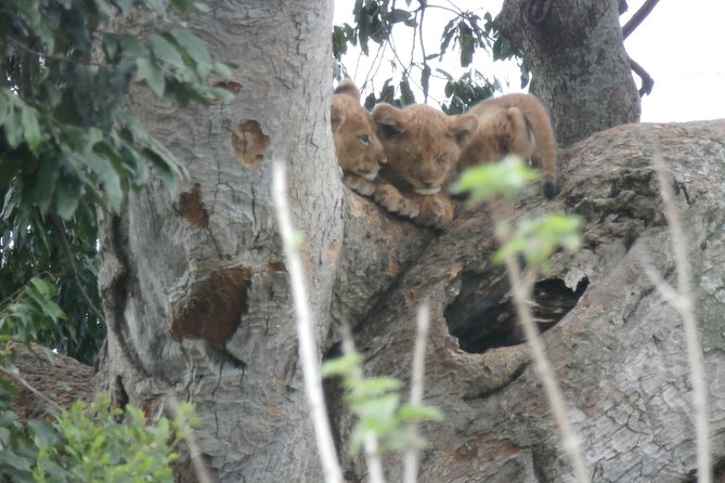 5 days gorillas and chimpanzee tracking - What the price includes