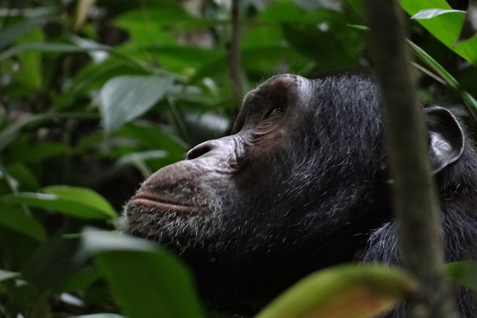 5 days gorillas and chimpanzee tracking - Guide support and the human side of the trip