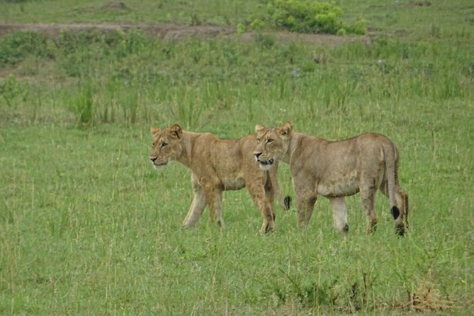 5 Days gorillas and Lion Tour in Uganda - From Kampala to Queen Elizabeth in one long day